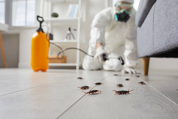 Post-Treatment Bed Bug Interceptor Monitoring in Ferris